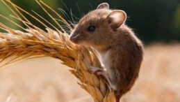 CHP’li Gürer: ‘Tarımda bir de fare sorunu eksikti!’