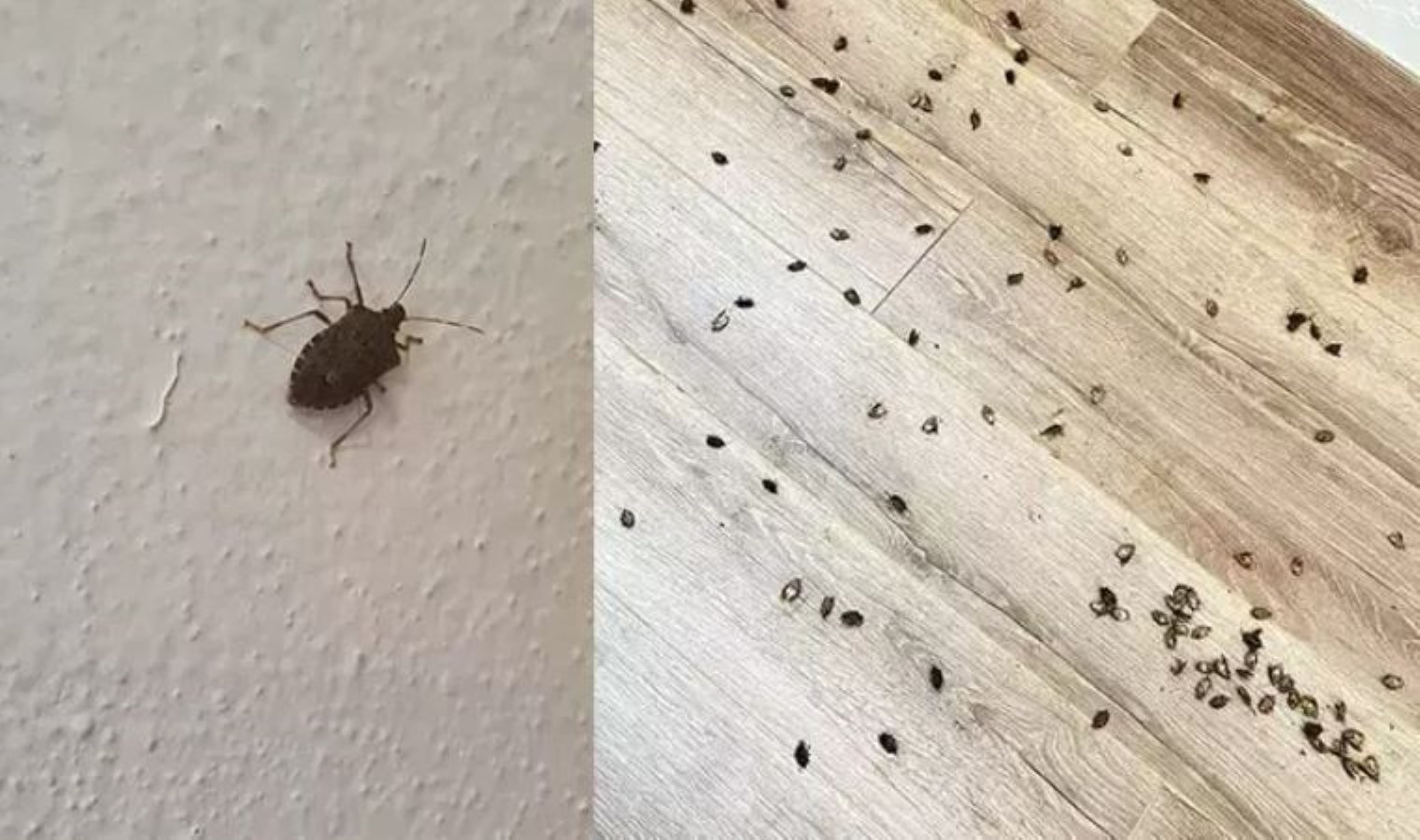 CHP’li Torun’dan ‘böcek istilası’ isyanı: Tarım ve Orman Bakanlığı’na seferberlik daveti