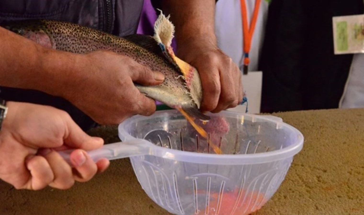 Denizi olmayan Kayseri’de somon hasadı