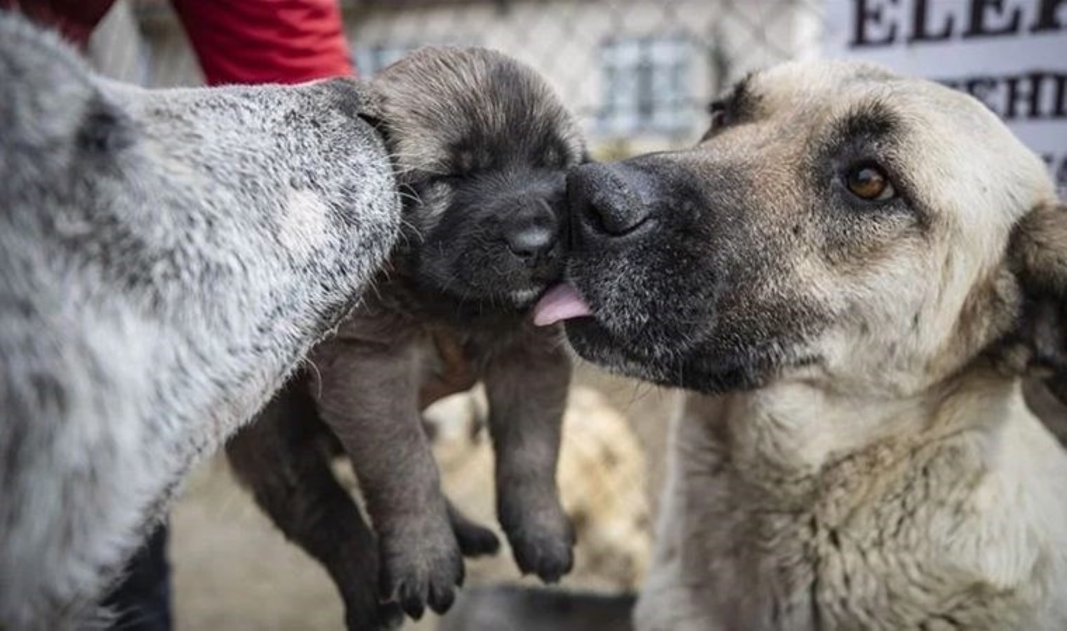 Doç. Dr. Cüneyt Narin: ‘Evcil hayvan sahibi olmak kalbe yeterli geliyor’