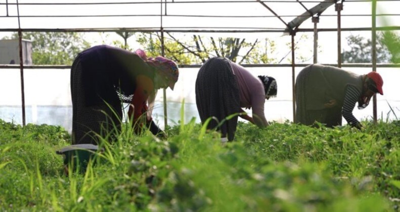 Elazığ’da birinci hasat başladı: Toptan kilosu 60 TL…