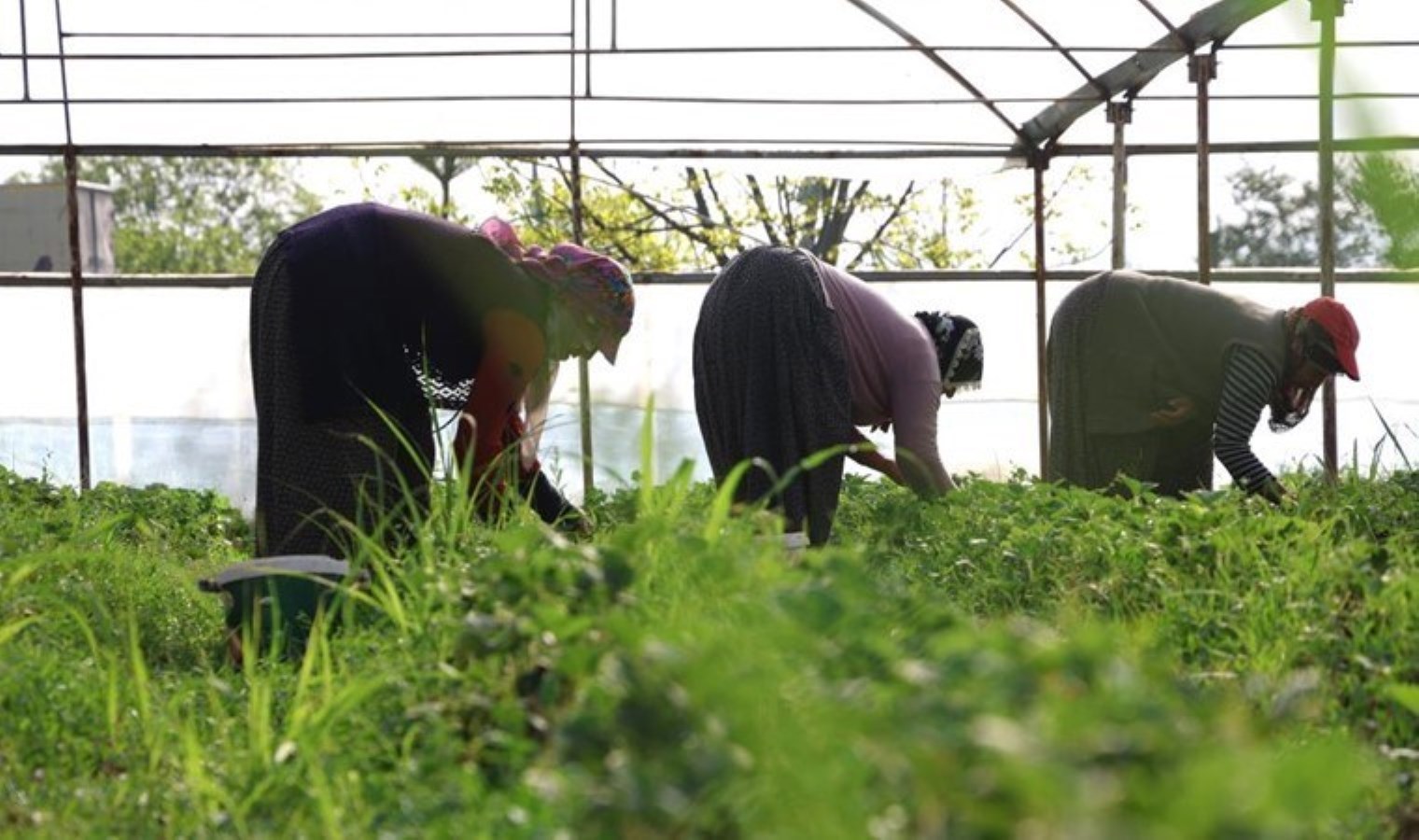 Elazığ’da birinci hasat başladı: Toptan kilosu 60 TL…