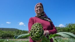 Enginarın üretim üssünde hasat başladı: 11 ton üretim bekleniyor