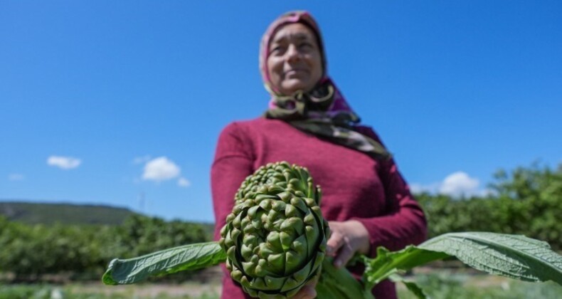 Enginarın üretim üssünde hasat başladı: 11 ton üretim bekleniyor