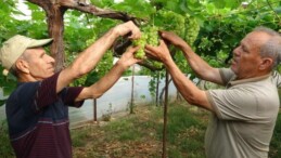 Erdemli’de turfanda hasat başladı: Kilosu 300 TL’den alıcı buldu