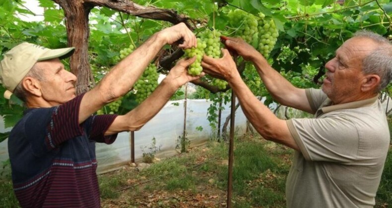 Erdemli’de turfanda hasat başladı: Kilosu 300 TL’den alıcı buldu