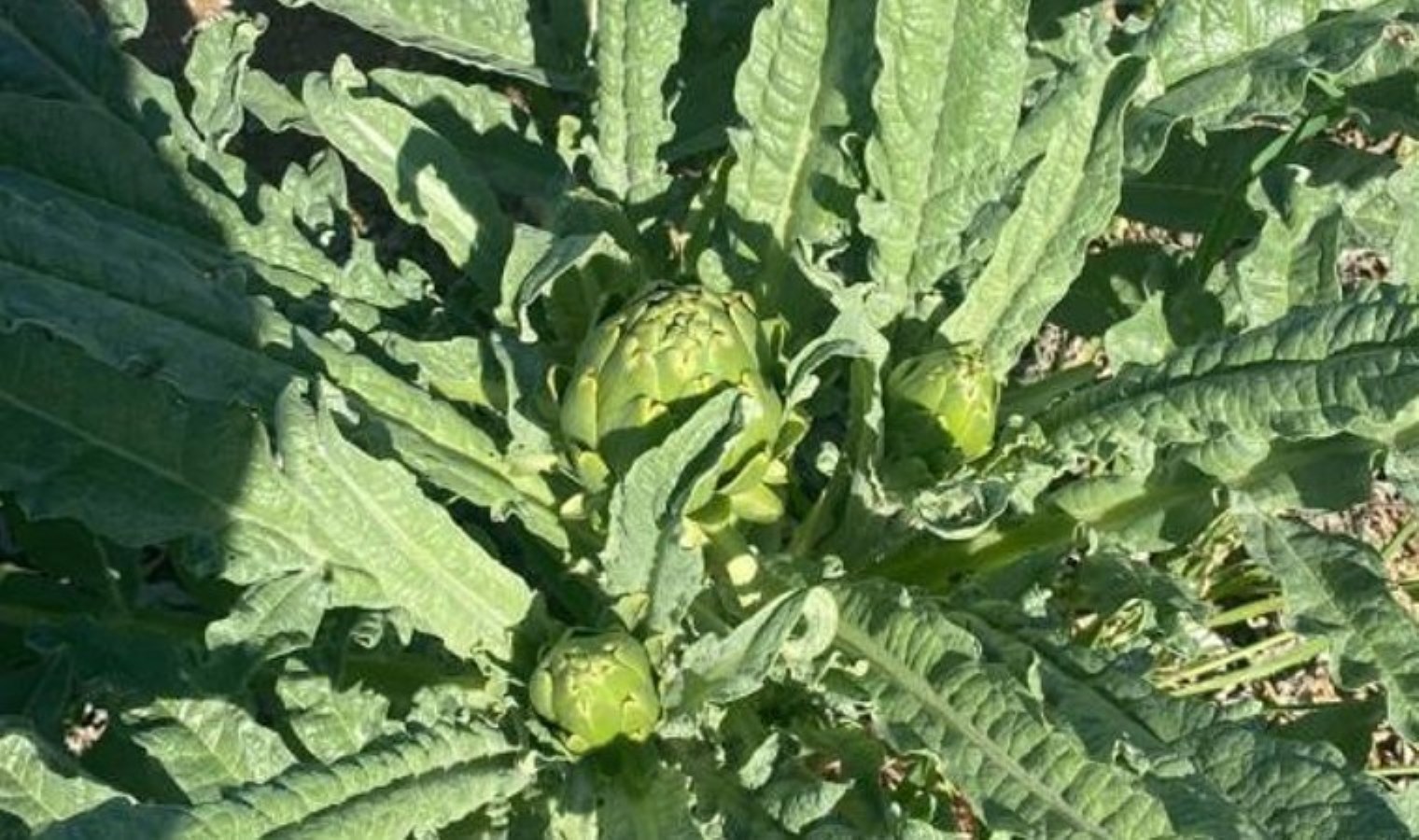 Geçen yıl dikilmişti! Birinci hasadı yapıldı: Tarlada tanesi 10 TL