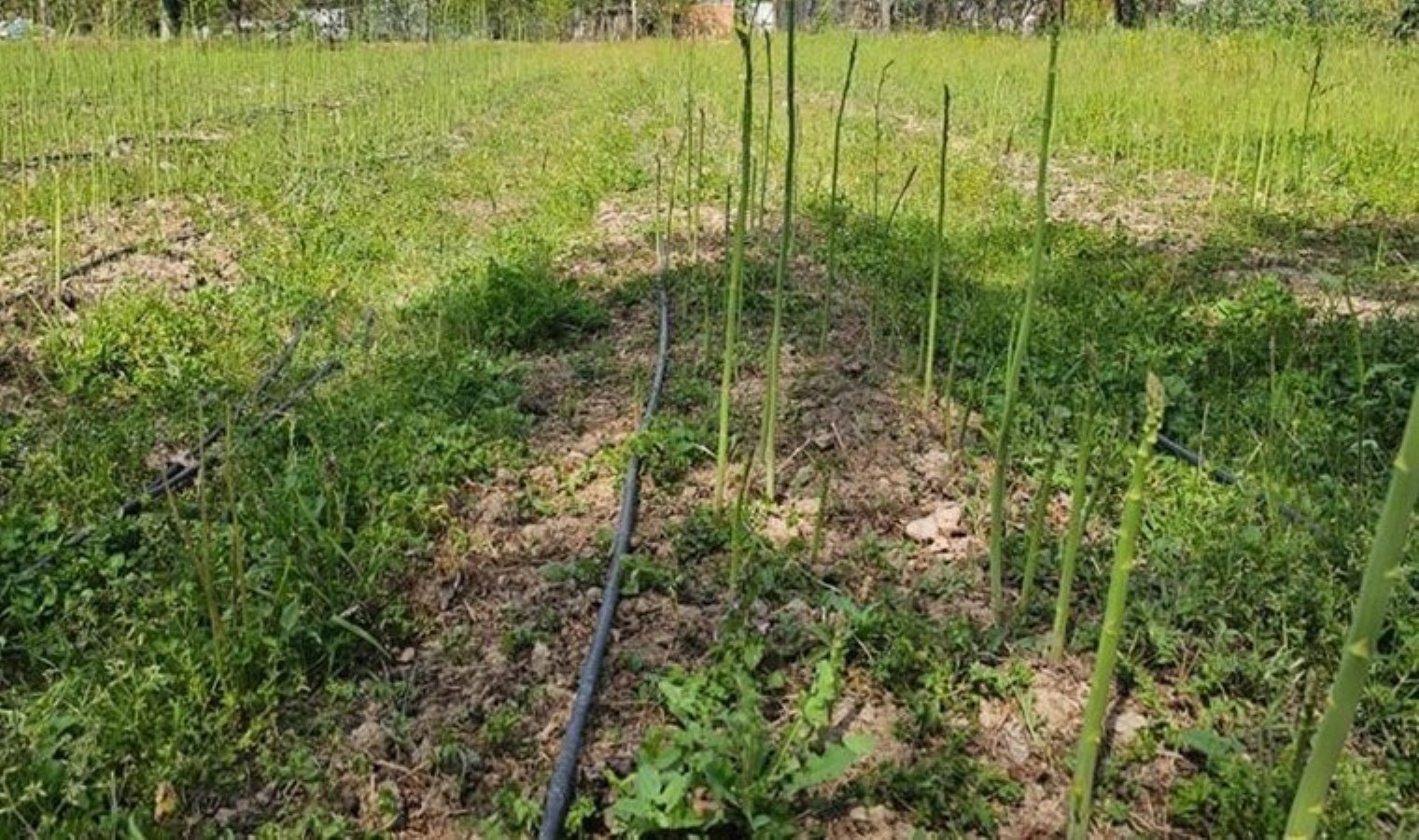 Geçen yıllarda ekilmişti! Birinci kere hasat edildi: Getirisi yüksek…