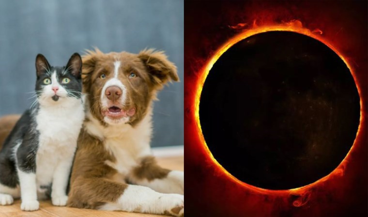 Güneş tutulması öncesi evcil hayvan sahiplerine ihtar