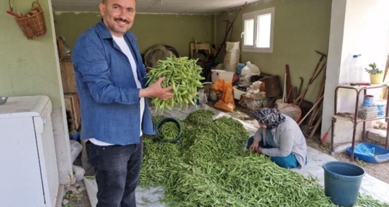 Hatay’da hasat başladı: Tarlada kilosu 100 TL