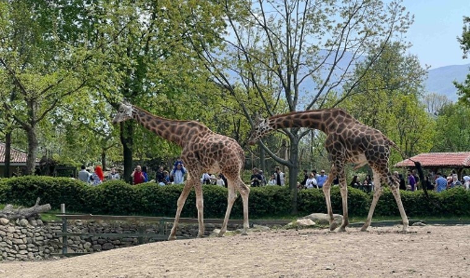 Hayvanat bahçesinde bayram yoğunluğu: Ziyaretçi akınına uğradı