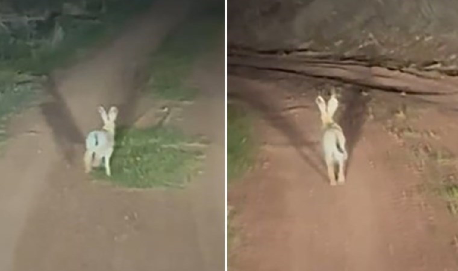 İnatçı tavşan ardındaki araca dakikalarca yol vermedi