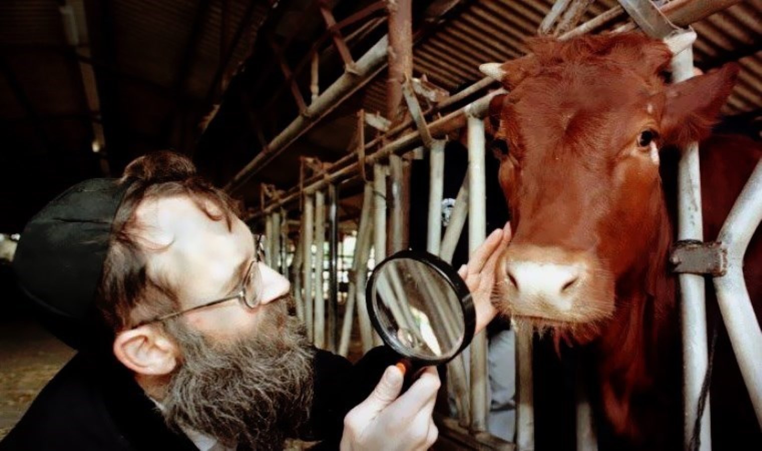 İsrail’e getirilen kırmızı ineklerin 3. Dünya Savaşı ile ne ilgisi var