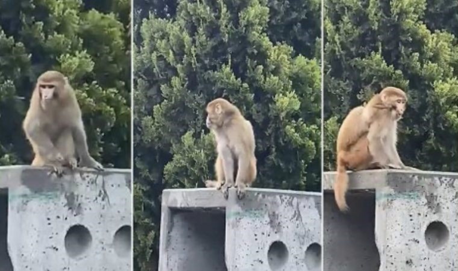 İstanbul Fatih’te başıboş maymun görüldü