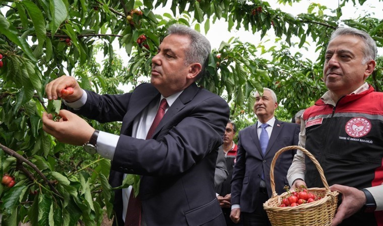 İzmir’de dönemin birinci hasadı başladı: Birinci eserler Katar’a gönderildi