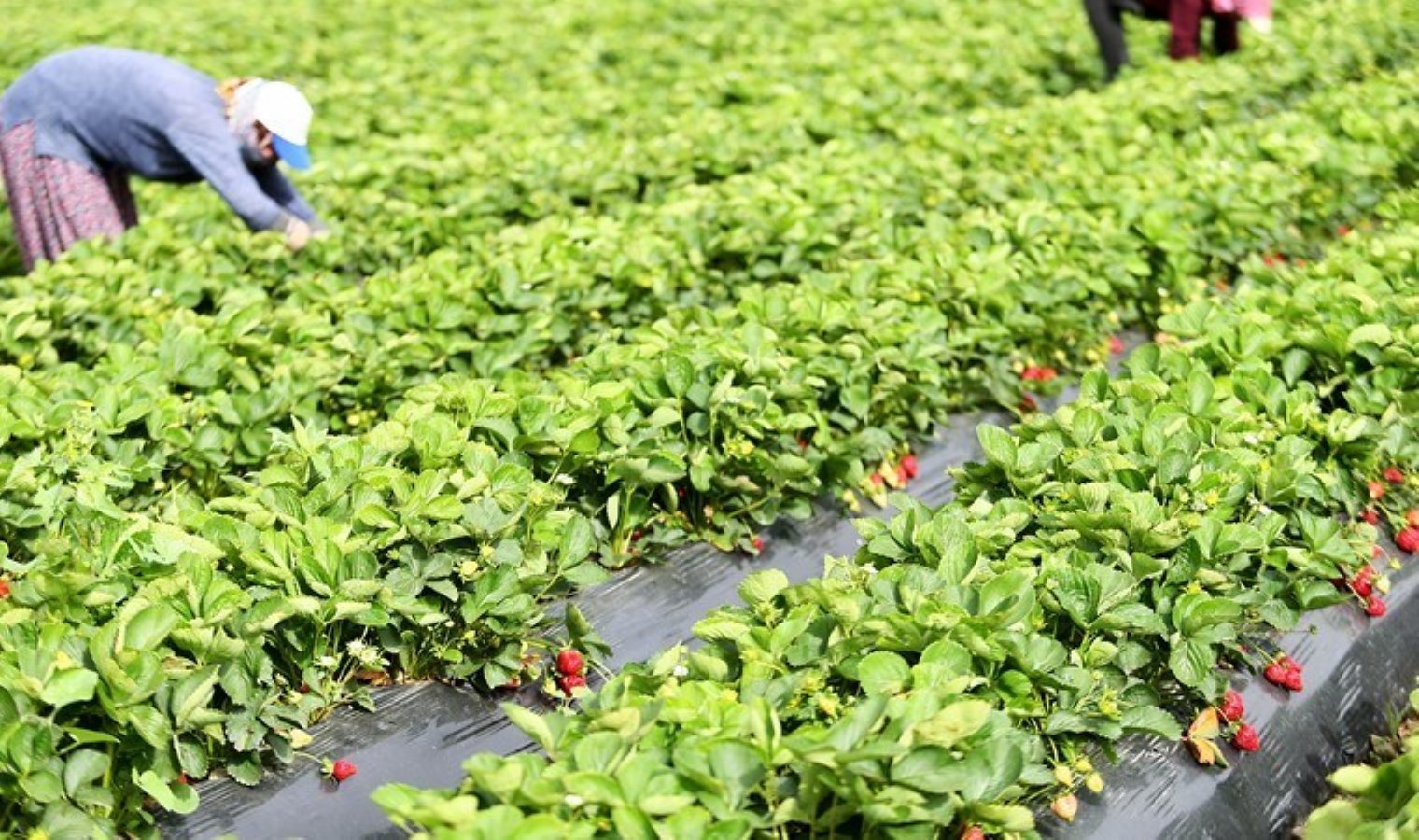 İzmir’de hasat erken başladı: Sabahın birinci ışıklarıyla toplanıyor, öğle hale gönderiliyor! Yıllık 13 bin ton üretim…