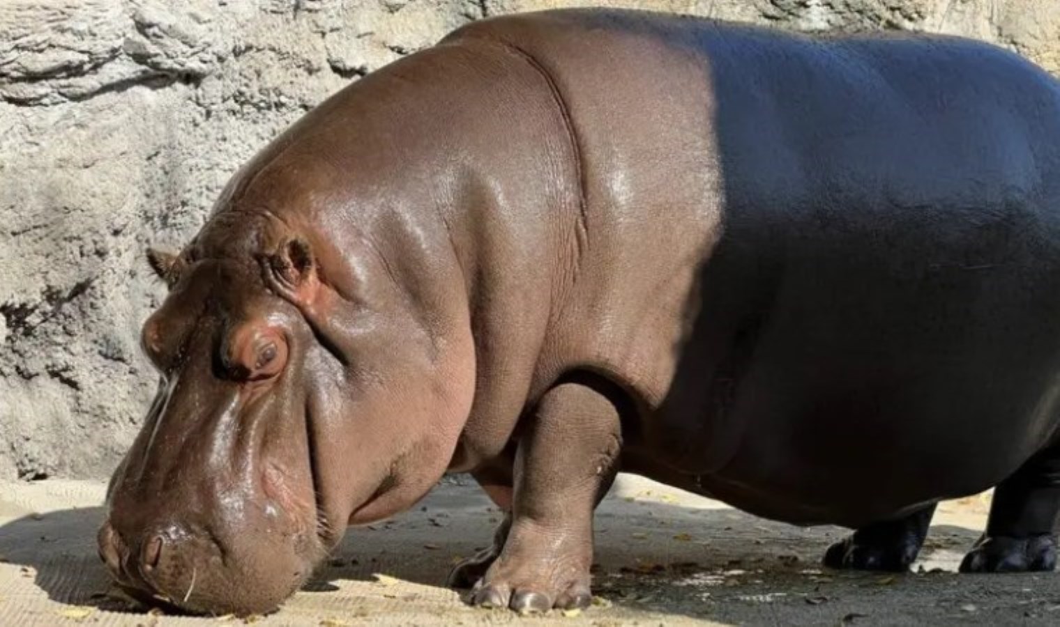 Japonya’da hayvanat bahçesi, hipopotamın dişi olduğunu yedi yıl sonra fark etti