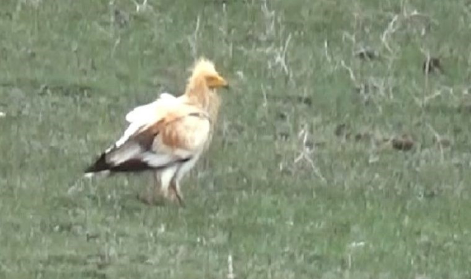 Jenerasyonu tükenme tehlikesi altında! ‘Küçük Akbaba’ Kars’ta ortaya çıktı