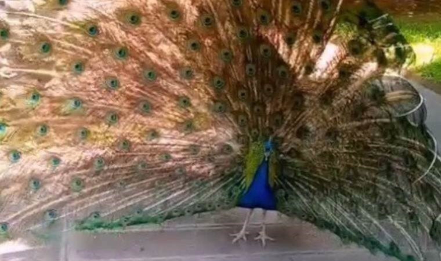 Kaçak yollardan getirilen 5 tavus kuşuna el konuldu