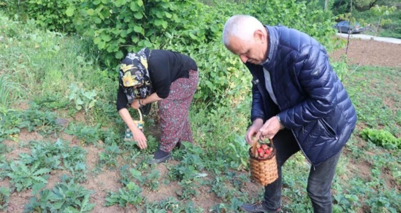 Karadeniz Ereğli’de birinci hasat yapıldı: 150 liradan satışa sunuldu