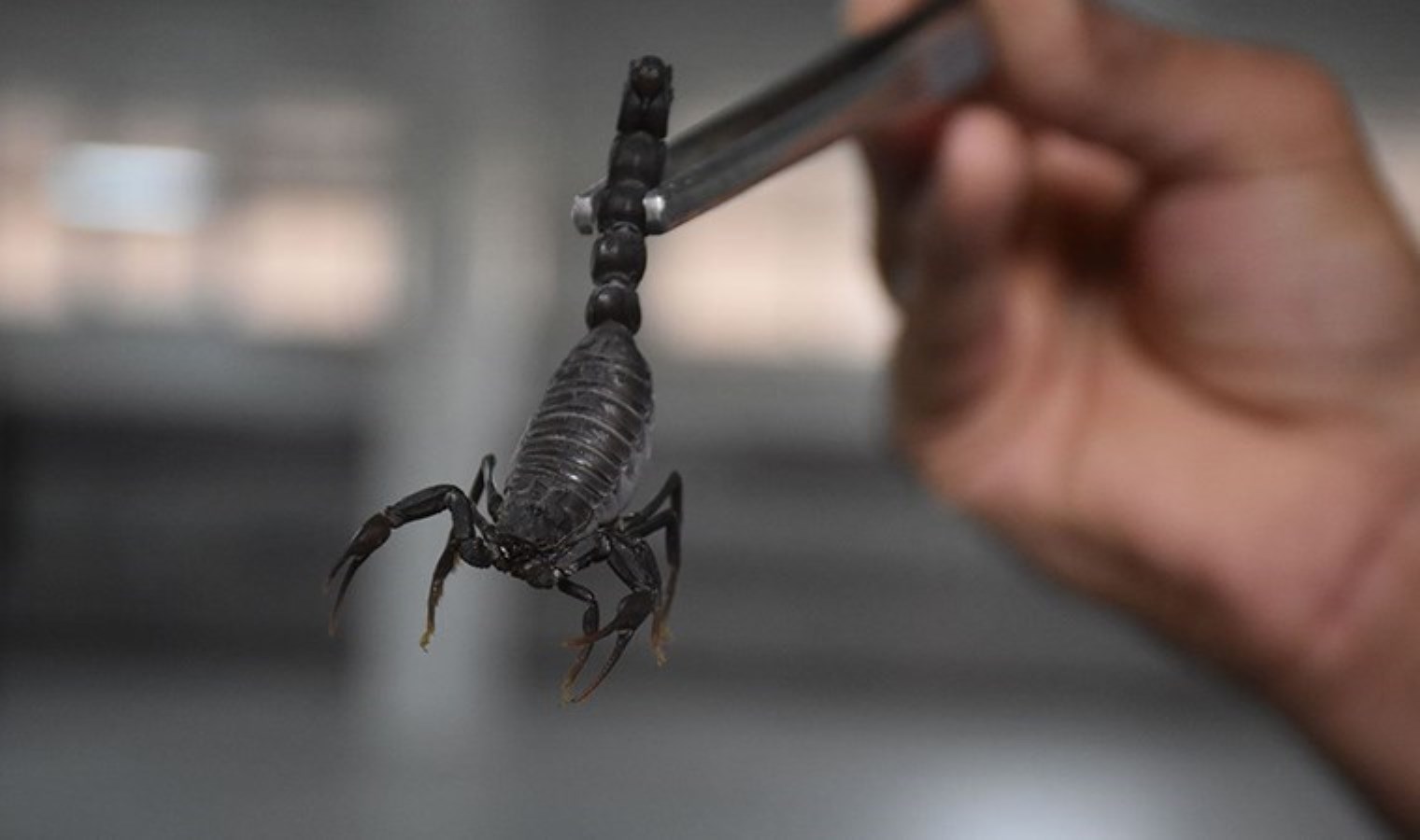 Kayseri’de farklı olay: 2 adet akrep yedi, öldü