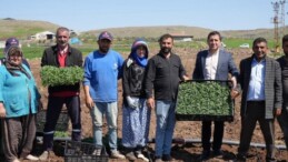 Kilis’in bereketli topraklarında ekim başladı: 1 dekarda 15 ton rekolte bekleniyor
