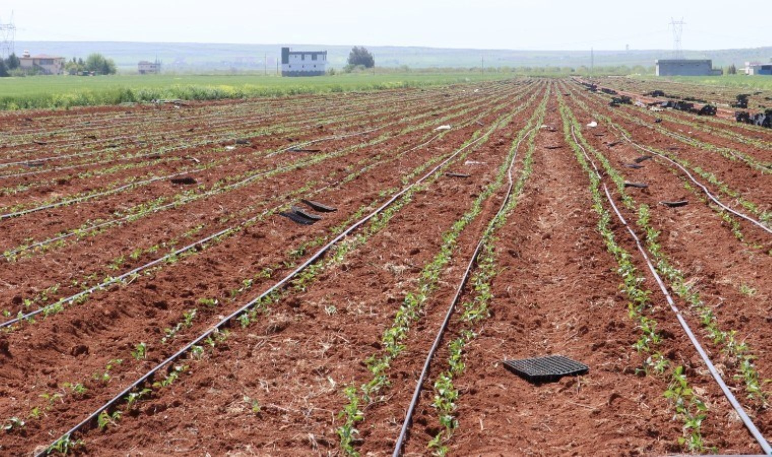 Kilis’te 45 bin dekar alanda üretim başladı: 9 ton rekolte bekleniyor