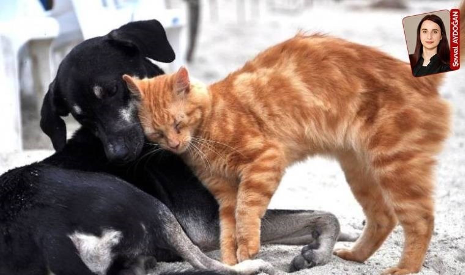 ‘Kısırlaştırma seferberliği gerekli’