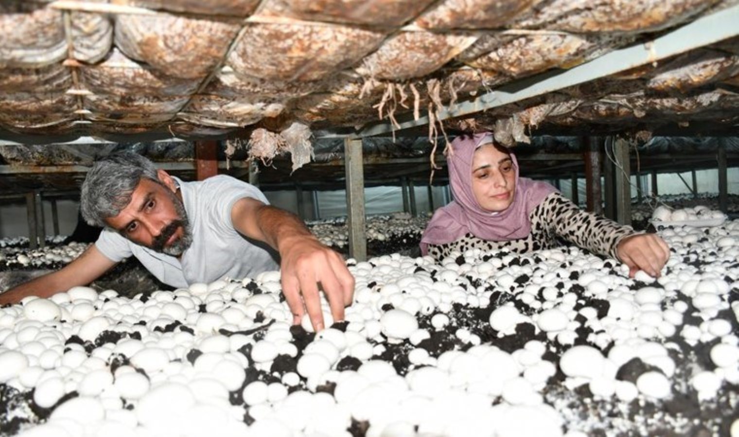 Konutunun önünde kurduğu serada yetiştiriyor, ayda 2 ton eser alıyor!