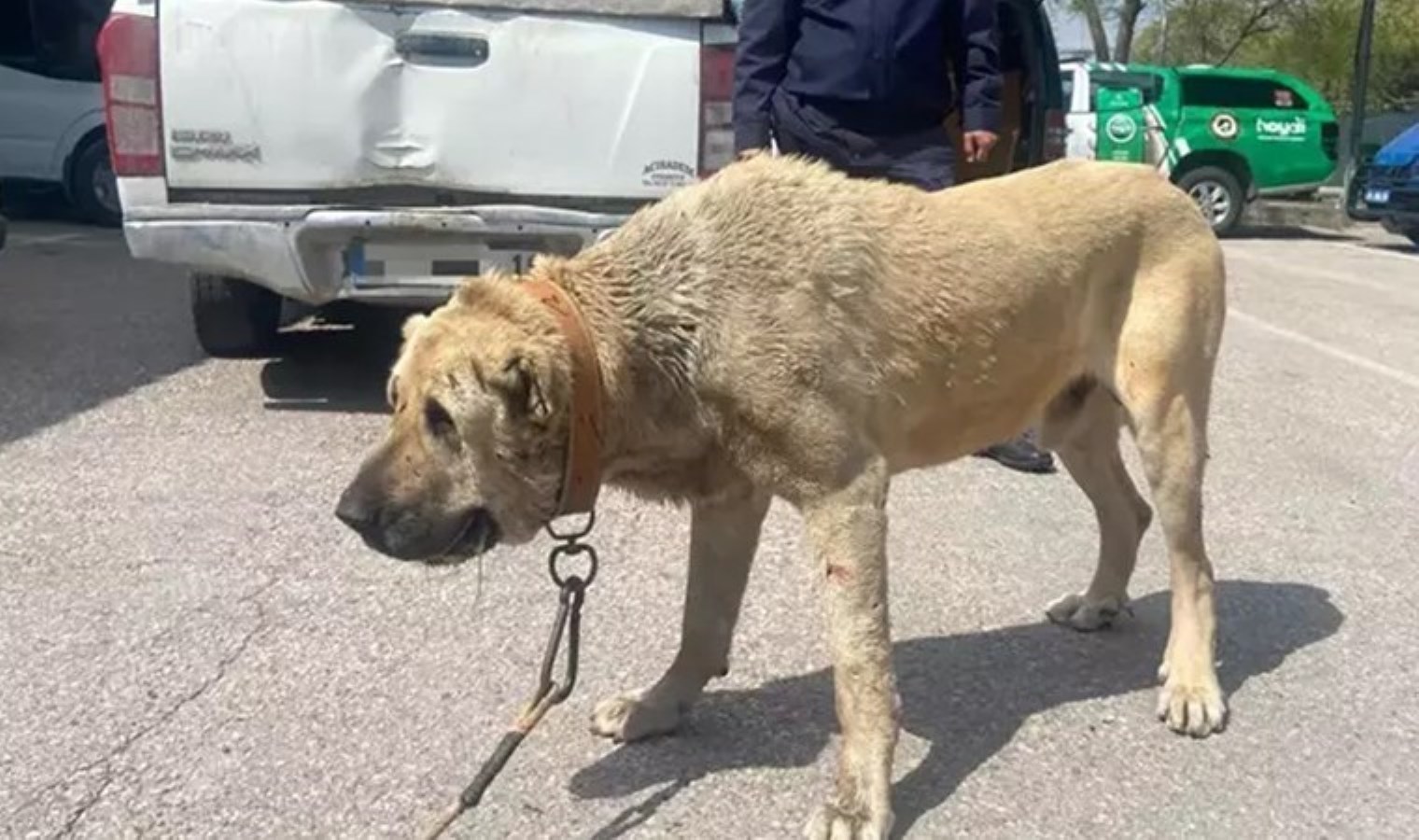 Köpek dövüştüren 14 bireye 93 bin 808 lira ceza