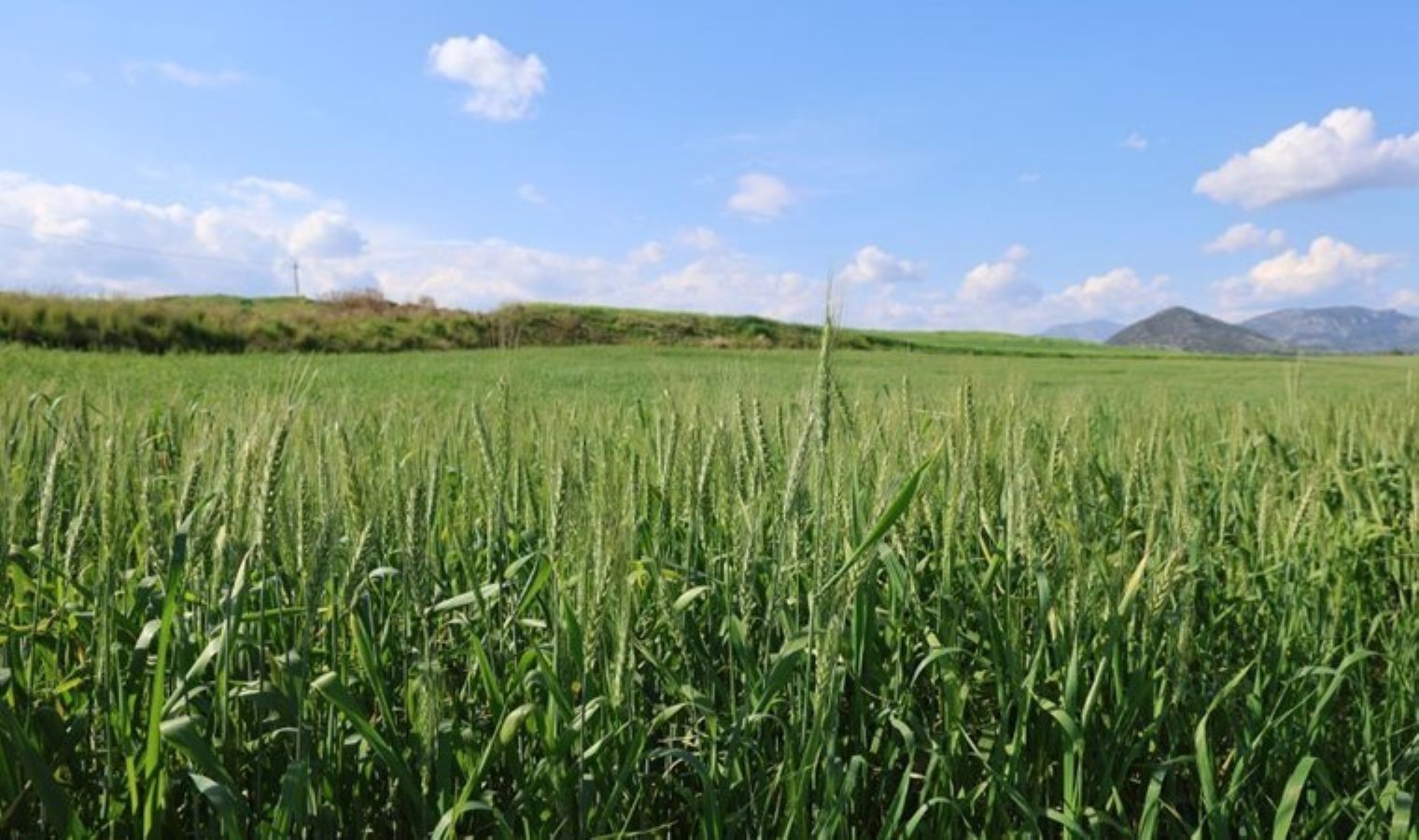 Kozan’da hasat başlıyor! Yürüyen fabrikada son hazırlıklar…