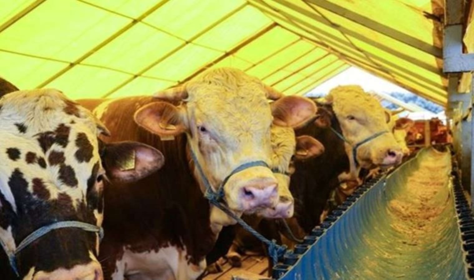 Kurbanlık fiyatları muhakkak oldu