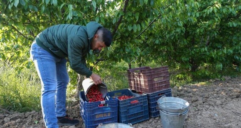 Kuzey yarımkürede birinci kere hasat edildi: Açık artırmayla 2 bin TL’den alıcı buldu