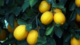 Limonun bilinmeyen sırrı! Uykusuz gecelerin ilacı oluyor