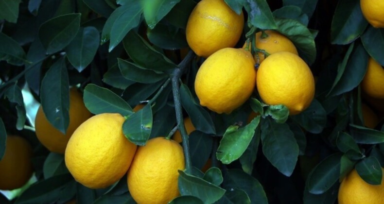 Limonun bilinmeyen sırrı! Uykusuz gecelerin ilacı oluyor