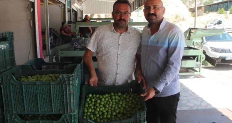 Mersin’de açıkta hasat başladı: Kilosu 50 ile 350 TL ortasında