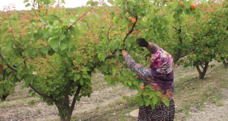 Mersin’de hasat başladı: 150 bin ton rekolte bekleniyor! 120 liradan satılıyor…