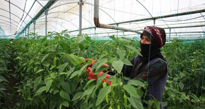 Mersin’de kuvvetli hasat başladı