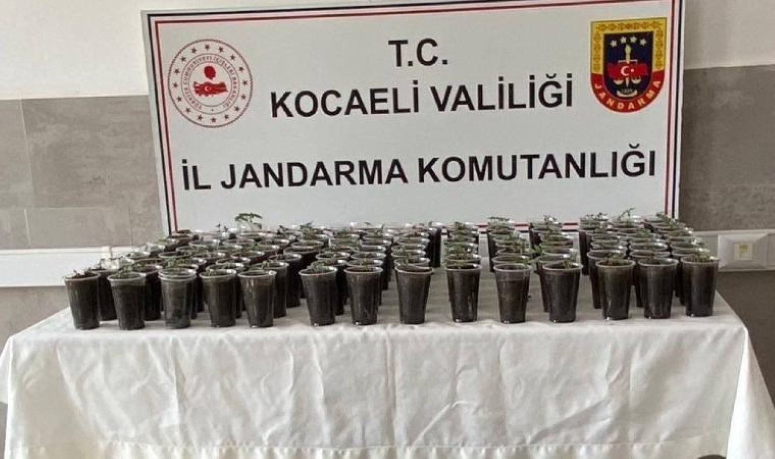 Meskende yapılan operasyonda 580 kök kenevir bitkisi ele geçirildi