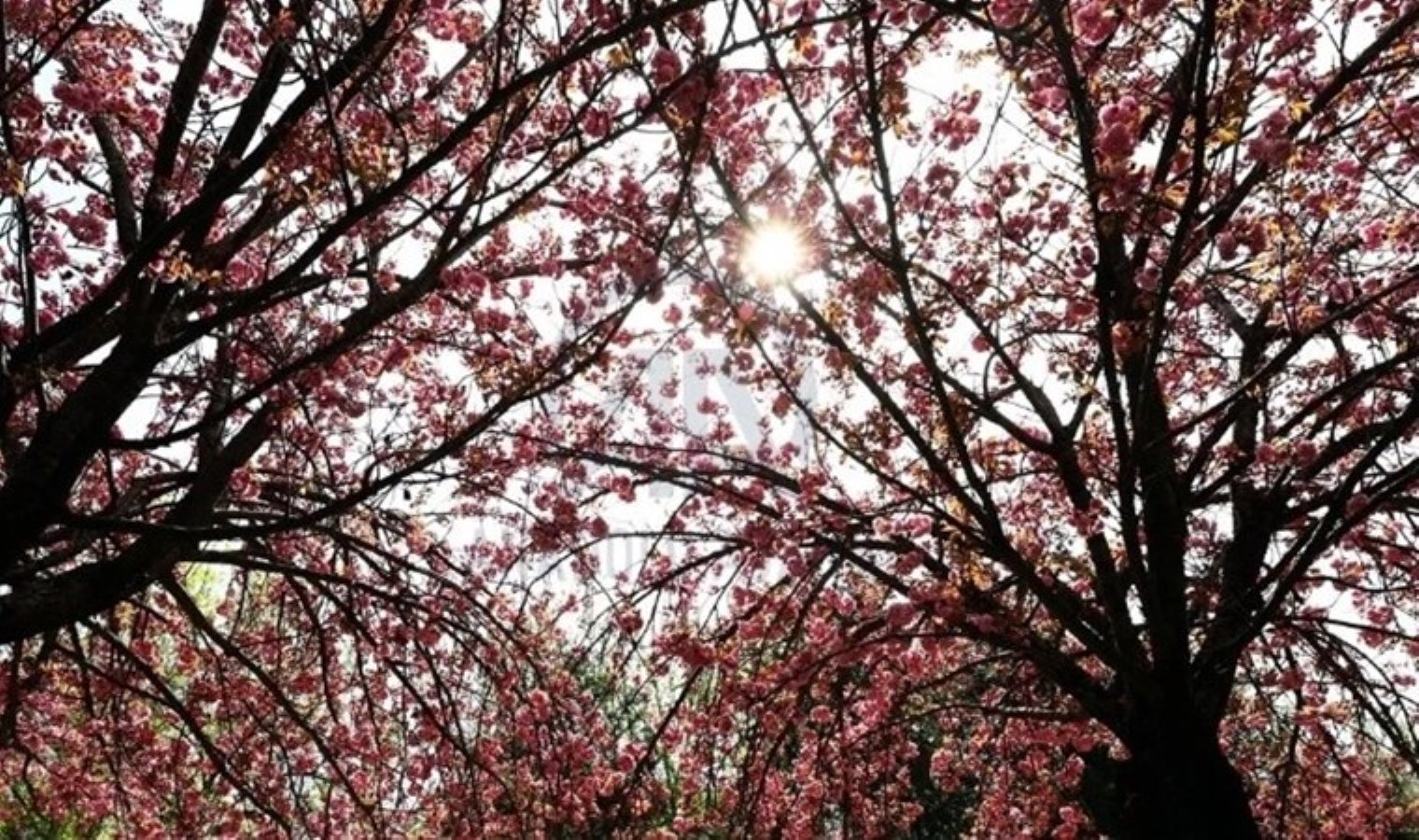 Meteoroloji açıkladı: 1 Nisan 2024 hava durumu raporu… Bugün hava nasıl olacak?