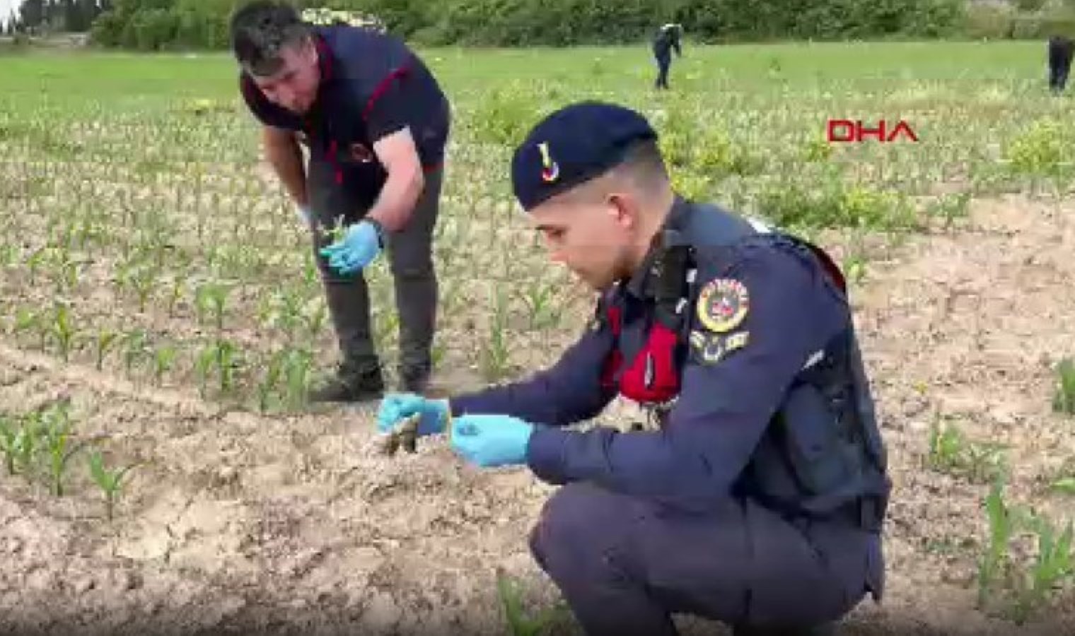 Mısır tarlasında 550 kök hintkeneviri ele geçirildi