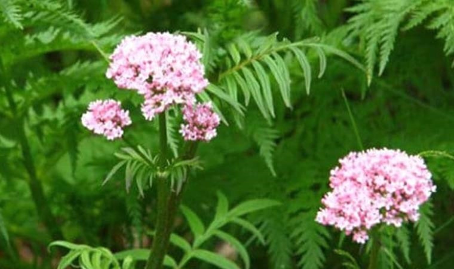 Mucizeleri say say bitmiyor: Şifalı bitki Kedi otunun yararları