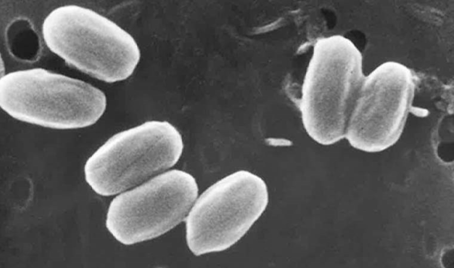 NASA’dan müthiş keşif! Ölmeyen bakteriler bulundu