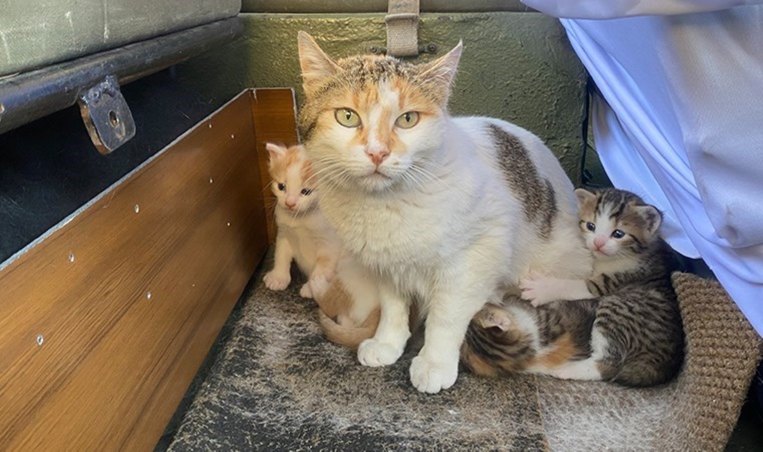 Özel üretim aracını anne kedi ve yavrularına tahsis etti