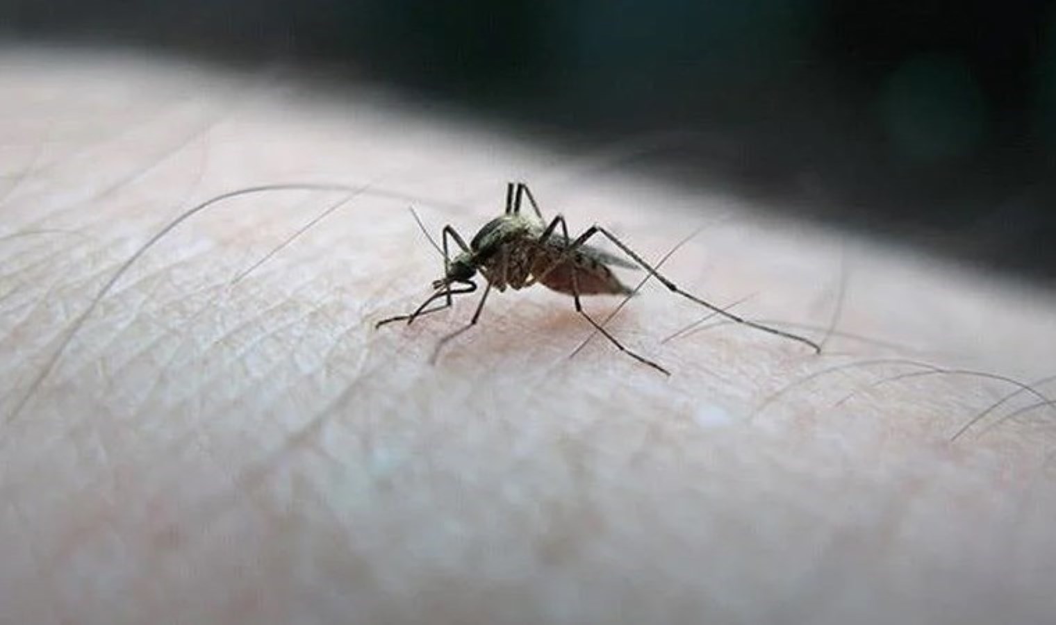 Profesör ‘Bu kez erken başladı’ diyerek uyardı: Sıcak geçen kışla birlikte sivrisinek tehlikesi!