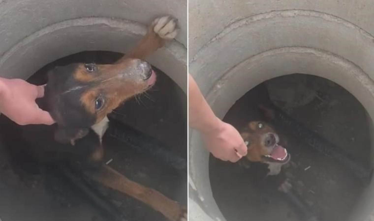 Rögara düşen köpeği ‘uzat patilerini’ diyerek kurtardı