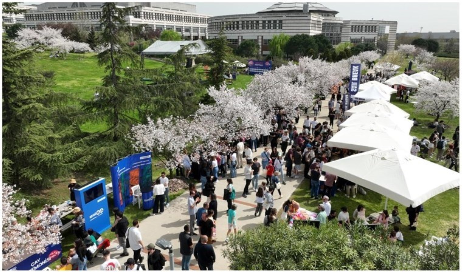 Sabancı Üniversitesi’nde Sakura Şenliği ile Japon rüzgârı