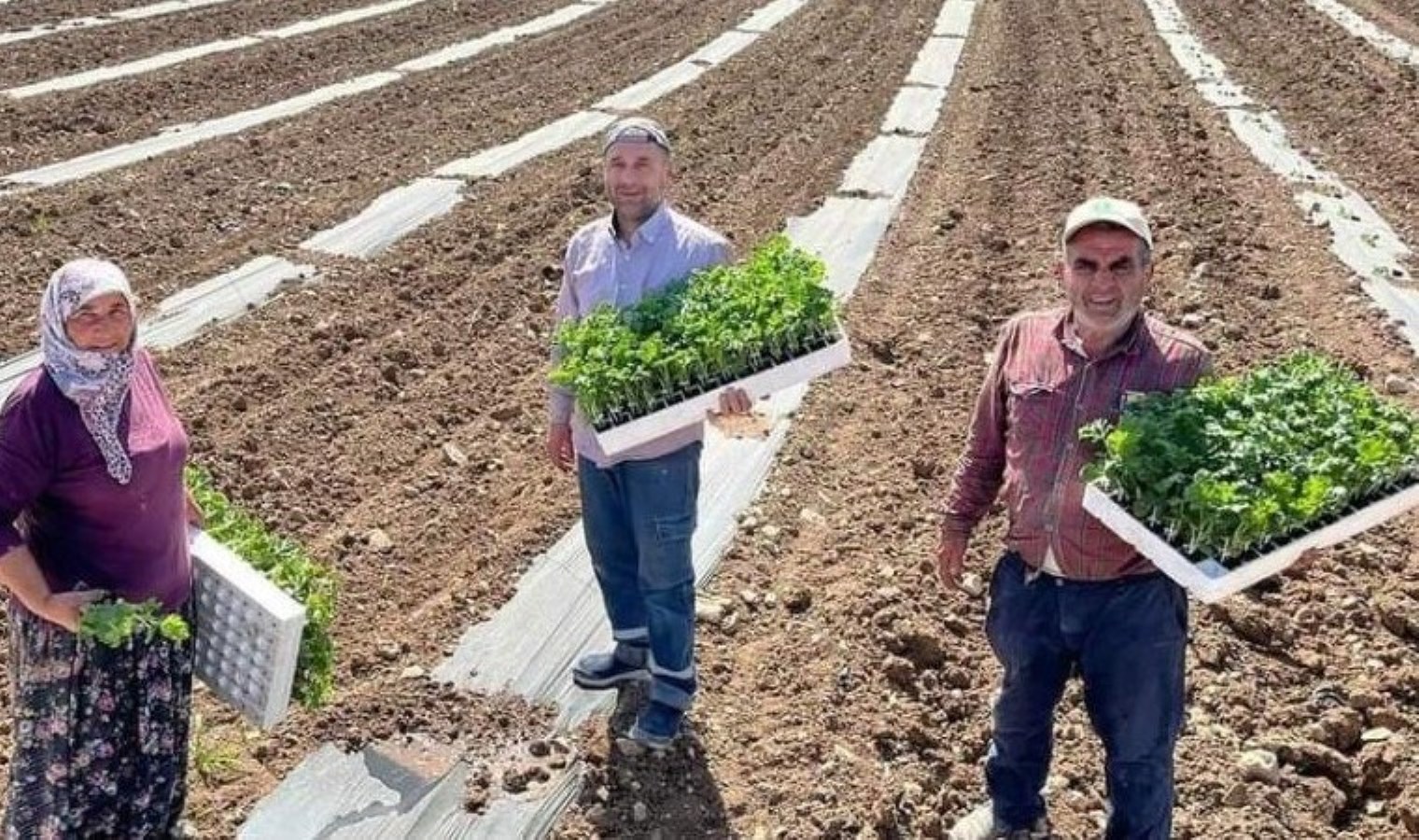 Sakarya Vadisi’nde ekim başladı, temmuz ayında hasat edilecek! 50 bin dönüm yerde üretiliyor…