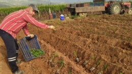 Sarıgöl’de ekim başladı: Birinci hasat haziran ayında