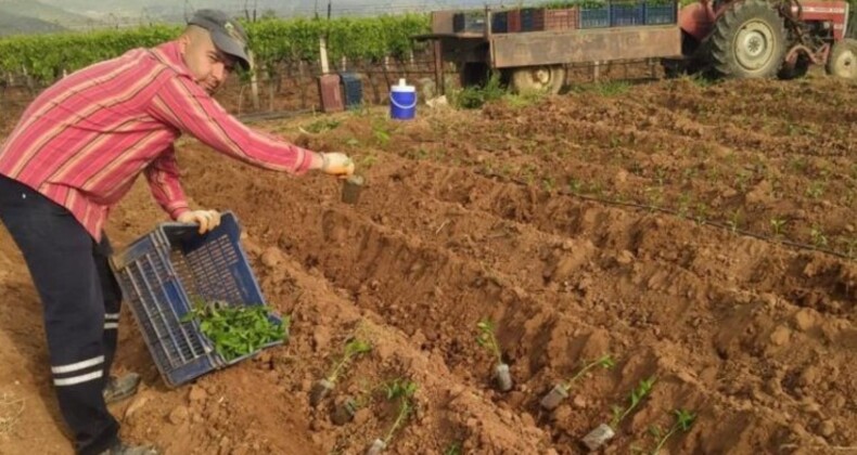 Sarıgöl’de ekim başladı: Birinci hasat haziran ayında